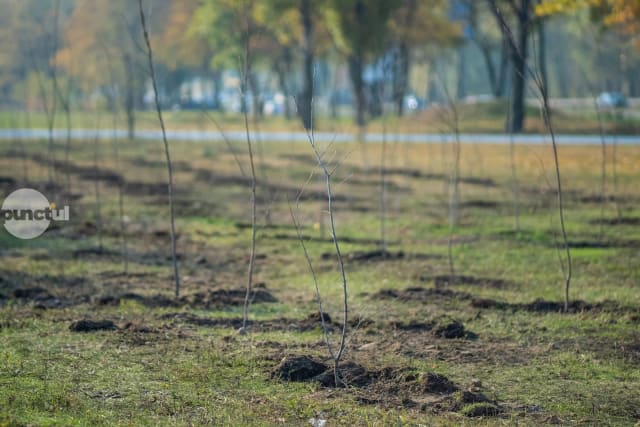 Fermierii din Mureș pot depune cererile de plată pentru schema de împădurire începând cu 20 aprilie
