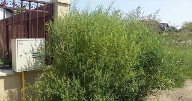 Ambrozia provoacă alergii severe! Cum poate fi combatută și ce obligații au proprietarii de terenuri în Bacău