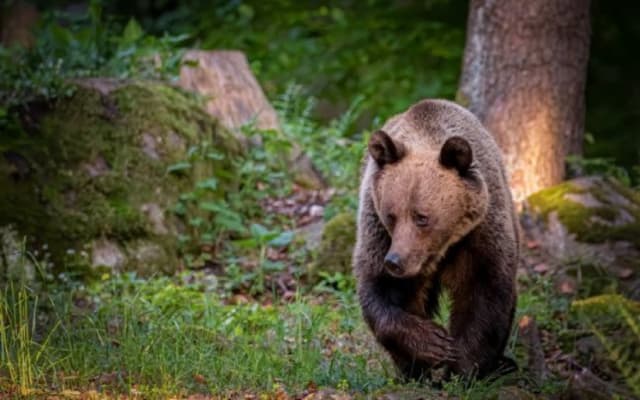 Jandarmii din Prahova avertizează: crește prezența urșilor în zonele turistice și oferă recomandări pentru drumeți