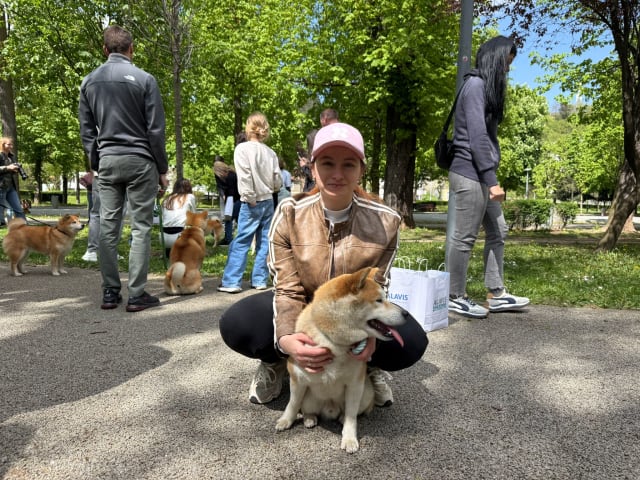 Zeci de iubitori de Shiba Inu participă la plimbarea dedicată rasei în Parcul Central din Cluj
