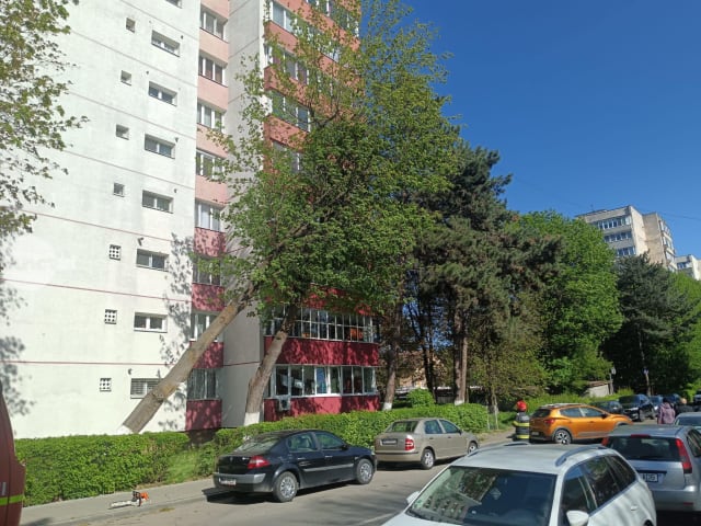 Mai mulți copaci degradați căzuți la Târgu Mureș din cauza vântului