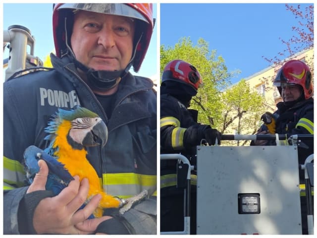 Pompierii din Cluj salvează un pui de papagal de la 20 de metri înălțime