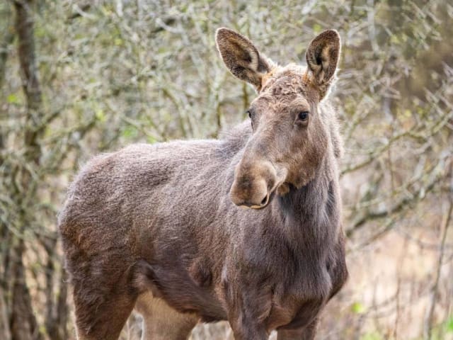 Moment istoric: Elanul revine în România, în Parcul Natural Vânători Neamț