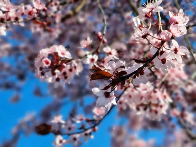 Cum va fi vremea în Transilvania de 1 Mai 2026: Temperaturile coboară la 10-12 grade, apoi cresc treptat. Anunțul făcut de meteorologii ANM