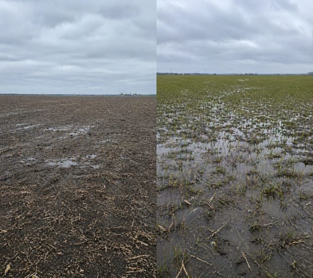 Agricultura din Prahova, afectată de ploi și frig: mii de hectare încă nu au fost semănate