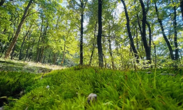 Polițiștii din Galda de Jos și Garda Forestieră au descoperit tăieri ilegale de arbori în Alba