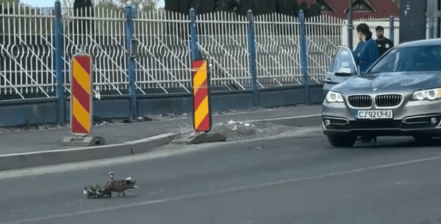 O familie de rățuște a oprit circulația spre Florești în Cluj, un șofer le-a condus în siguranță la trotuar