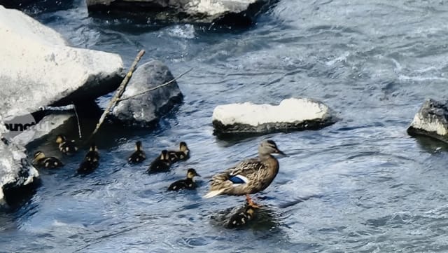 Oaspeți de seamă pe malul Mureșului – la Târgu-Mureș