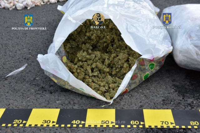 Tânăr prins cu peste 11 kg de canabis în mașină, destinat vânzării pe litoral