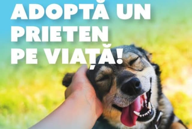 Primăria Cluj a lansat campania a adoptat un prieten pe viață pentru câinii fără stăpân