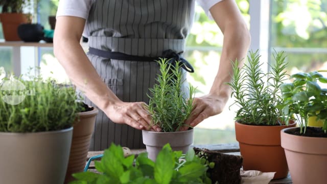 Top plante aromatice pe care să le ai mereu la îndemână în bucătărie. Cum poți a crescut mirodenii acasă