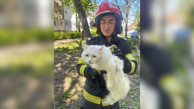 Final fericit pentru o pisică, după ce pompierii băcăuani au salvat-o dintr-un copac