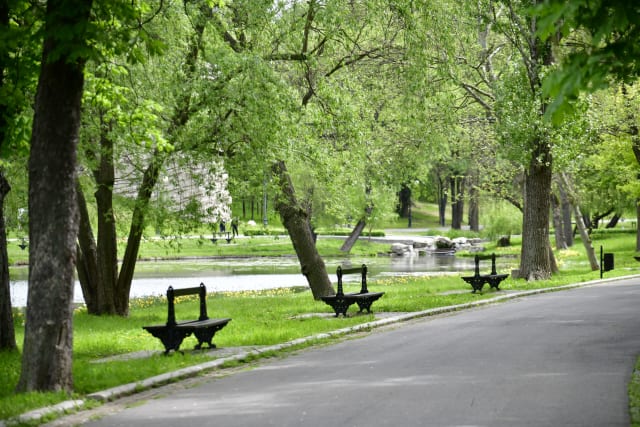 Studiu arată că copacii reduc încălzirea urbană, dar nu în zonele cele mai vulnerabile