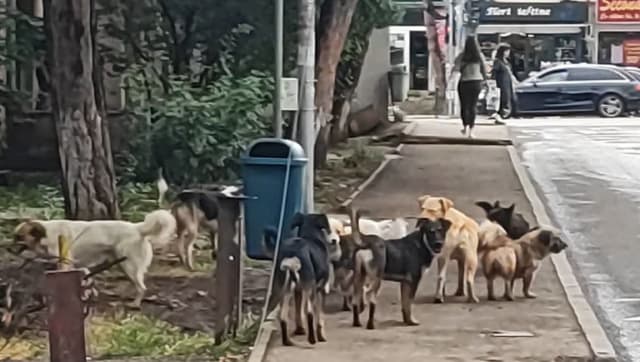 Primăria Suceava a lansat a doua campanie de sterilizări gratuite și organizează primul recensământ real al câinilor din municipiu