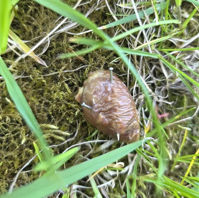 Locatarii din Cluj-Napoca au găsit bucăți de carne cu cuie în spațiul verde