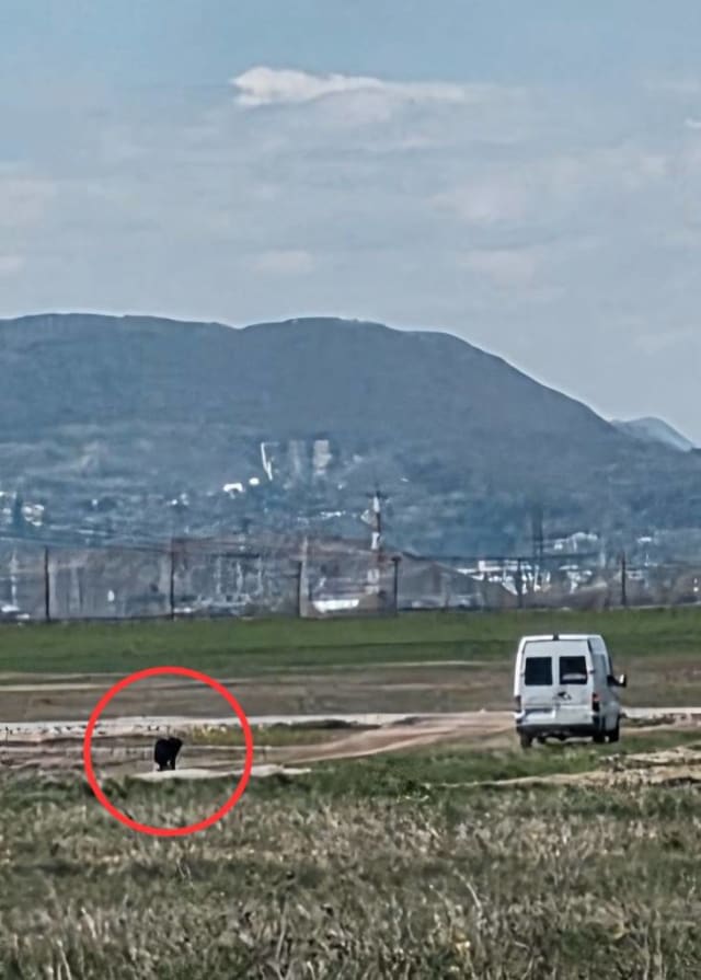 Polițiștii din Brașov identifică și sancționează proprietarul unui câine abandonat pe un câmp