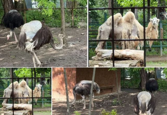 Specialiștii explică fenomenul natural al năpârlirii la struți și cămile de la ZOO Bucov