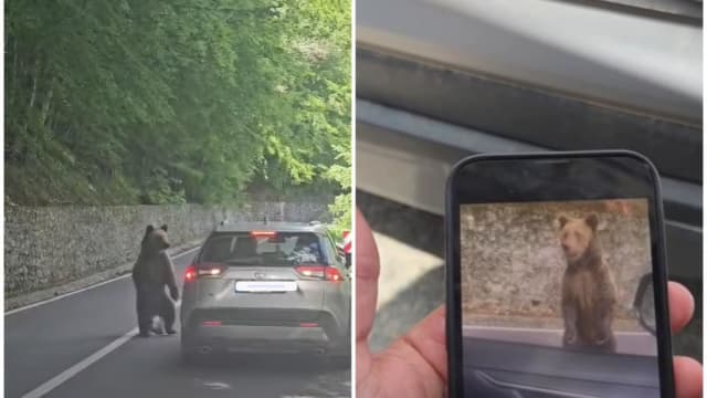 Turist bulgar atacat de urs pe Transfăgărășan după ce a hrănit animalul