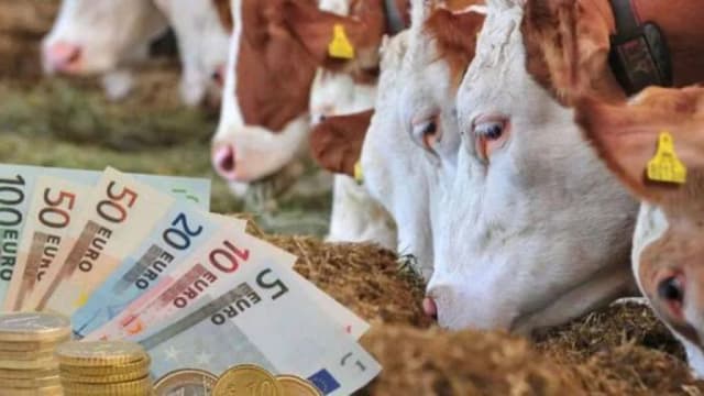 APIA eliberează adeverințe pentru beneficiarii Campaniei 2026 din sectorul zootehnic