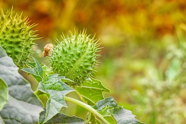 Irakul se confruntă cu o invazie neașteptată de plantă otrăvitoare, autoritățile și cercetătorii, luați prin surprindere