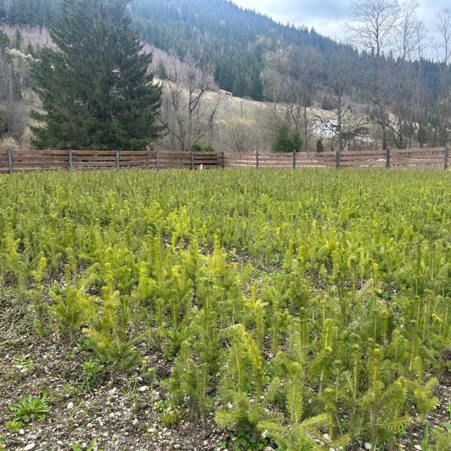 Ocolul Silvic Iacobeni realizează ample lucrări de regenerare a pădurilor cu peste 340.000 de puieți anual