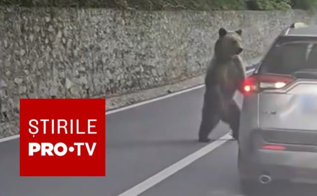 Turist bulgar mușcat de urs pe Transfăgărășan, amendat cu 20.000 lei pentru hrănire animalului