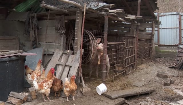Pesta porcină africană a înregistrat o scădere de 80% în județul Buzău, dar riscul mistreților menține alerta