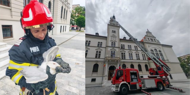 Pompierii au salvat un pescăruș rănit de pe acoperișul Palatului Administrativ din Suceava