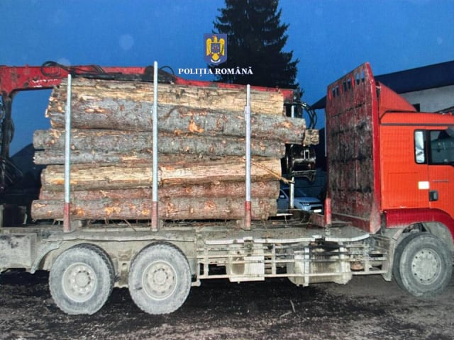 Transport ilegal de lemn descoperit în Dorna Candrenilor: avize false utilizate