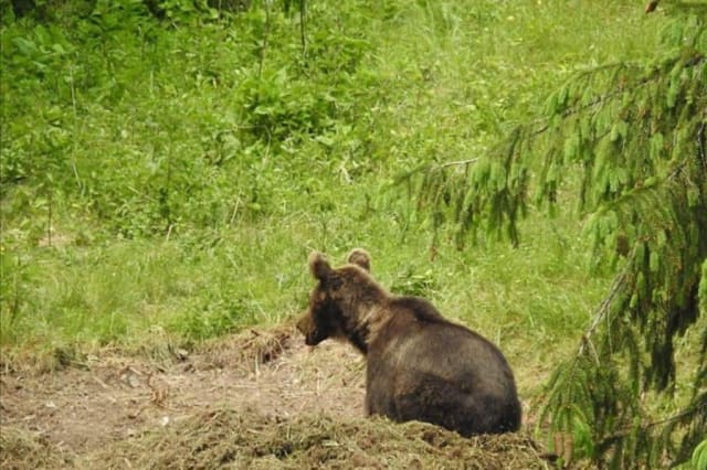 RO-ALERT în Cluj după apariția unui urs. O femeie a fost evaluată de SMURD după ce s-a speriat de animal