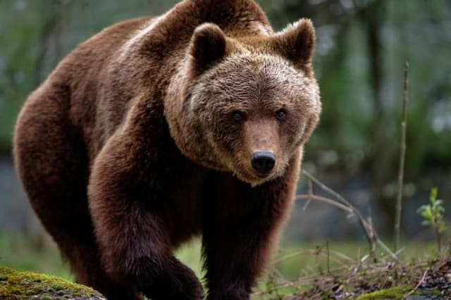 Ursul care a terorizat turiștii din Poiana Brașov a fost împușcat