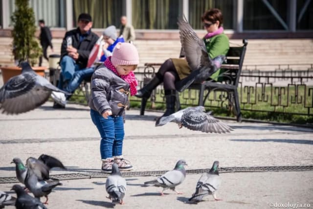 Masacru ecologic ignorat de ministrul Mediului, în plină criză