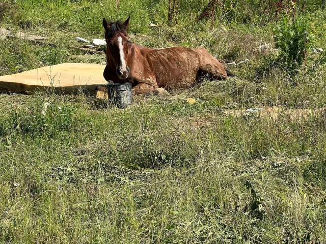 Un cal agonizează printre gunoaie în Ploiești, în zona Bereasca