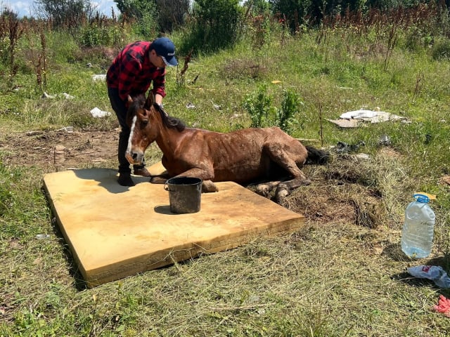 Poliția și medicul veterinar intervin la Bereasca pentru calul abandonat în agonie