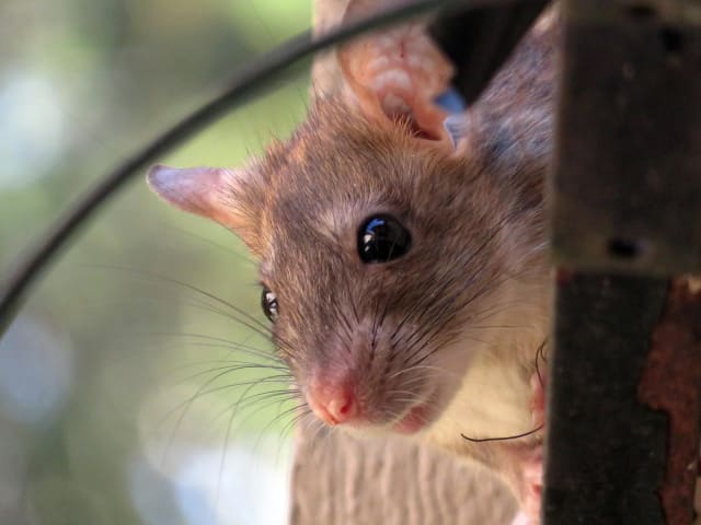 Experții recomandă soluții naturale pentru a ține șobolanii la distanță de grădină