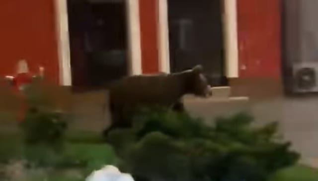 Ursul din Șchei a reapărut: mesaj Ro-Alert emis de ISU Brașov