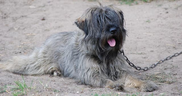 Avertisment pentru proprietarii de câini din Onești! Ce riscă dacă nu își sterilizează și microcipează animalele