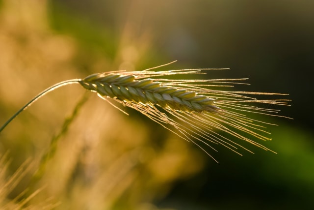 Organizațiile românești de agricultură ecologică se opun relaxării politicilor europene privind Noile Tehnici Genomice