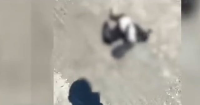 Un șofer din Sulina a călcat intenționat un cormoran cu mașina și l-a chinuit pentru amuzament, Poliția Animalelor s-a sesizat