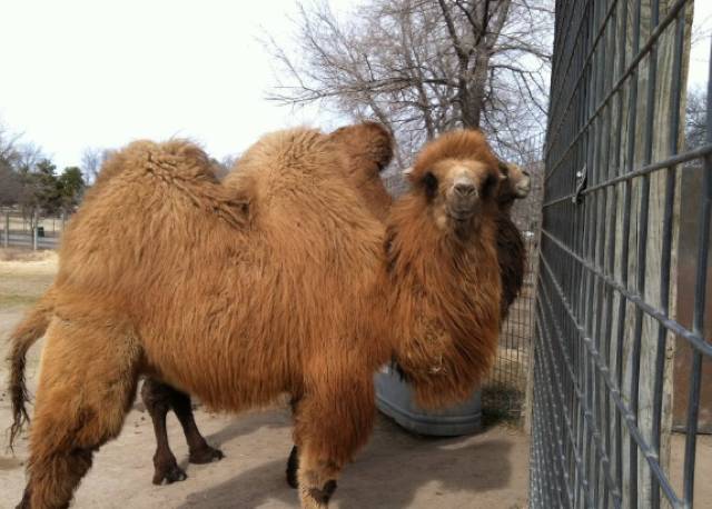 Zoo Brașov sărbătorește Ziua Mondială a Cămilei cu activități educative