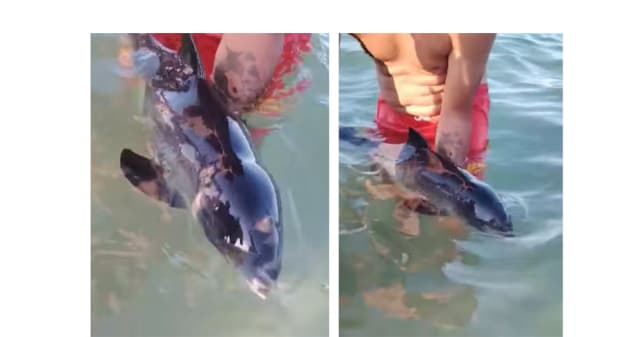 Un pui de delfin pierdut de mamă, recuperat pe plaja Faleză Nord