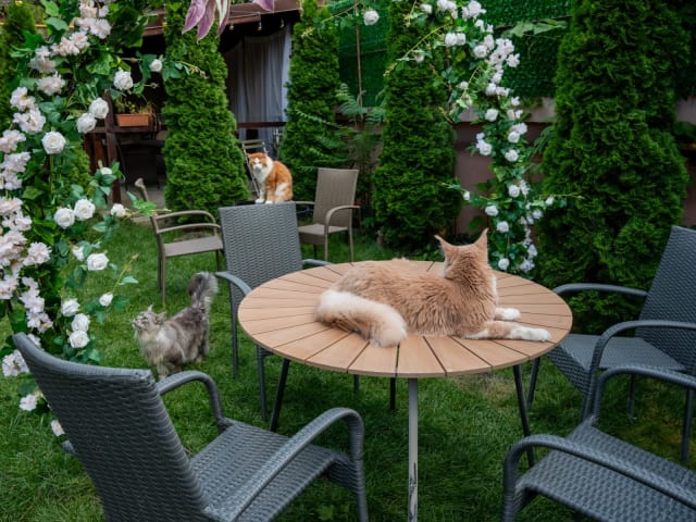 O cafenea cu 15 pisici Maine Coon se a deschis în București: relaxare și cafea de specialitate