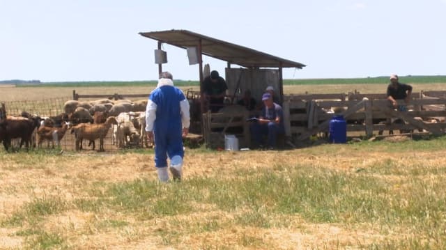 Focar de variolă ovină și caprină: peste 1.800 de animale vor fi sacrificate la Padina