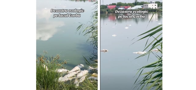 Sute de pești morți au fost descoperiți pe lacul Corbu, cauza fiind investigată
