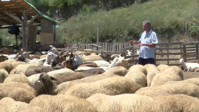 Cum protejează fermele zootehnice animalele de caniculă în Buzău