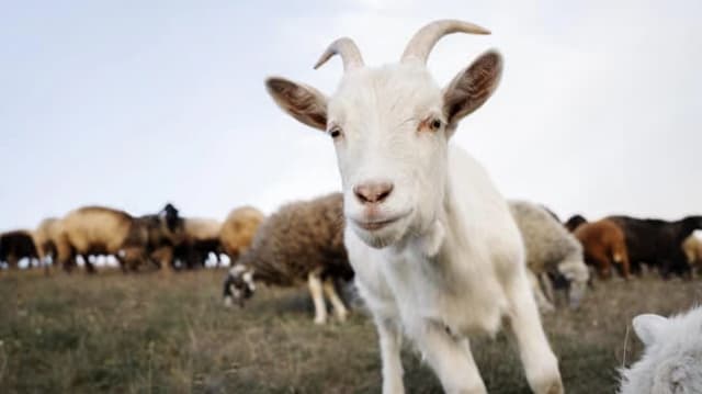 Carantină de 30 de zile în România! Mișcările de oi și capre, suspendate după focarul de pestă