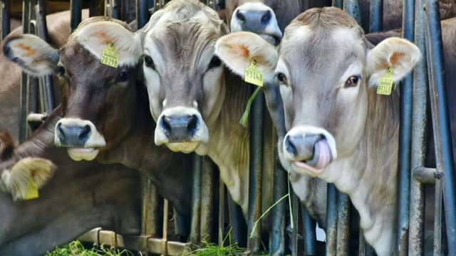 UE a redefinit creșterea animalelor ca infrastructură critică, inclusiv vacile