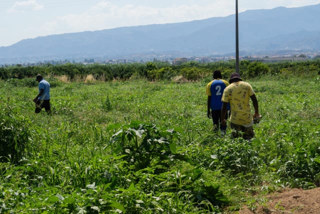 Fermier italian a condamnat la 16 ani de închisoare după ce a abandonat muncitorul rănit