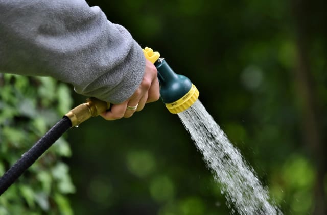 Cinci plante care au nevoie de mai multă apă în timpul caniculei
