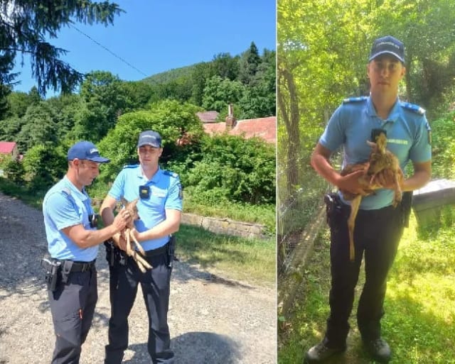 Jandarmii montani din Bacău salvează un pui de căprioară din mijlocul drumului în Slănic Moldova